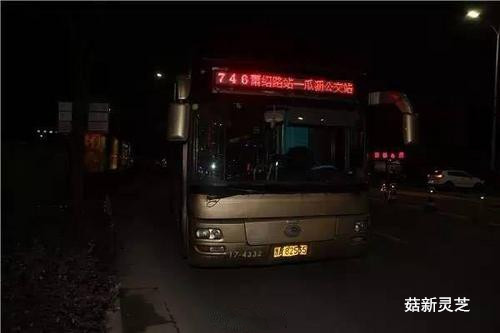 事發公交車 菇新靈芝孢子粉